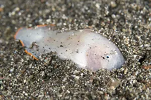 Flatfish: White Sole with orange margin
