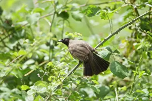 Bulbul: White-spectacled / Yellow-vented Bulbul