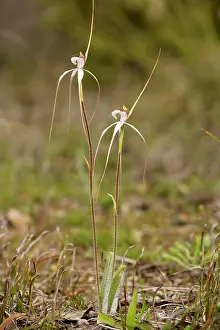 Longicauda: White Spider Orchid - redacta in woodland