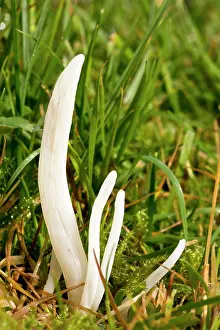 Fragilis: White Spindles fungi - in acid grassland