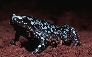 Humming: White Spot Litter Frog