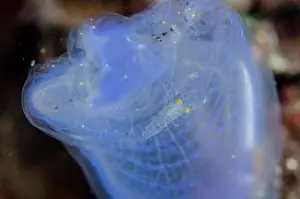 Squirt: White-spotted Ascidian Shrimp