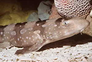 Shark: White-Spotted Bamboo Shark - On Sea Bed