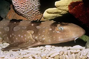 Bluespotted: White-spotted / Bluespotted bamboo Shark