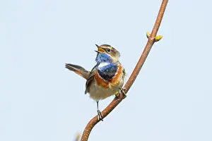 Singing: White-spotted Bluethroat