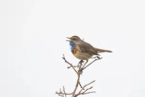 Singing: White-spotted Bluethroat