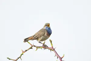 Singing: White-spotted Bluethroat