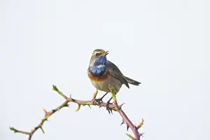 Singing: White-spotted Bluethroat