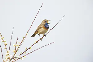Singing: White-spotted Bluethroat