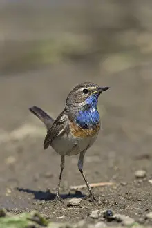 180319: White-spotted Bluethroat - adult male - Germany