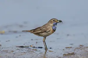 180319: White-spotted Bluethroat - adult male - Germany