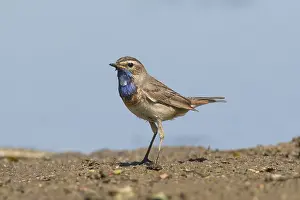 Luscinia: White-spotted Bluethroat - adult male - Germany