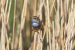 Luscinia: White-spotted Bluethroat - adult male - Germany