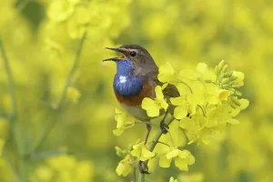 Luscinia: White-spotted Bluethroat - adult male in rape field