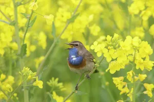 Luscinia: White-spotted Bluethroat - adult male in rape field