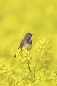 Luscinia: White-spotted Bluethroat - adult male in rape field