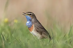 Luscinia: White-spotted Bluethroat - adult male singing -