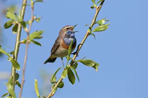 Luscinia: White-spotted Bluethroat - adult male singing - Germany