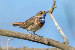 Worms: A white-spotted bluethroat on a branch, A white-