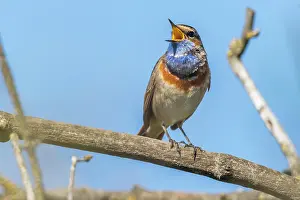 Worms: A white-spotted bluethroat on a branch, A white-