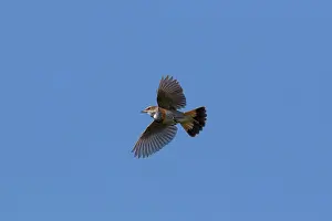 Singing: White-spotted Bluethroat flight