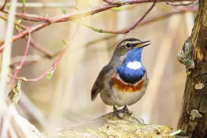 Sing: White-spotted bluethroat (Luscinia svecica cyanecula)