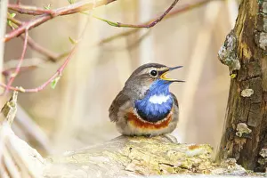 Sing: White-spotted bluethroat (Luscinia svecica cyanecula)