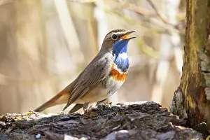 Luscinia: White-spotted bluethroat (Luscinia svecica cyanecula)