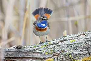 Luscinia: White-spotted bluethroat (Luscinia svecica cyanecula)