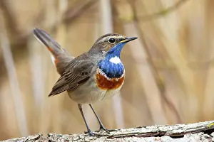 Luscinia: White-spotted bluethroat (Luscinia svecica cyanecula)