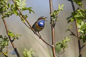 Bluethroats: White-spotted Bluethroat - male, singing and displaying