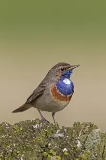Bluethroats: White-spotted Bluethroat male
