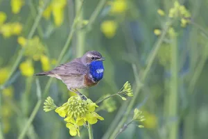 Bluethroats: White-spotted Bluethroat male in song on flowering rape
