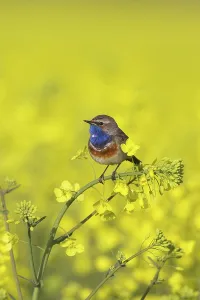 Bluethroats: White-spotted Bluethroat male in song on flowering rape