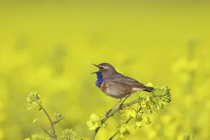 Bluethroats: White-spotted Bluethroat male in song on flowering rape