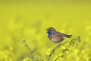 Bluethroats: White-spotted Bluethroat male in song on flowering rape