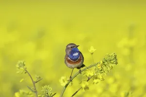 Bluethroats: White-spotted Bluethroat male in song on flowering rape