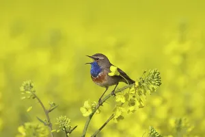 Bluethroats: White-spotted Bluethroat male in song on flowering rape