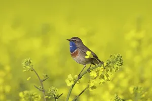Bluethroats: White-spotted Bluethroat male in song on flowering rape