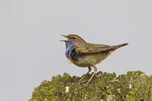 Bluethroats: White-spotted Bluethroat singing male