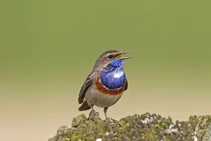 Bluethroats: White-spotted Bluethroat singing male