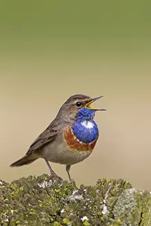 Bluethroats: White-spotted Bluethroat singing male