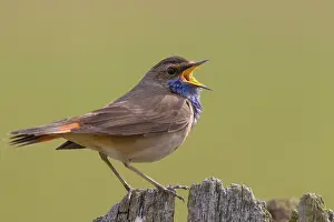 Luscinia: White-spotted Bluethroat - singing male