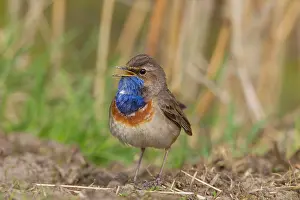 Luscinia: White-spotted Bluethroat - singing male