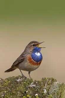 Luscinia: White-spotted Bluethroat - singing male