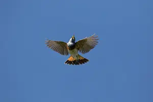 Luscinia: White-spotted Bluethroat - singing male in flight