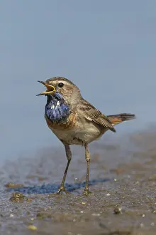 Luscinia: White-spotted Bluethroat - singing male - Germany