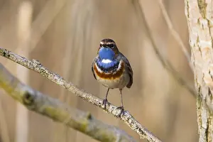 Luscinia: White-spotted Bluethroat, single male, Lower Saxony, Germany
