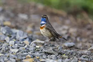 Luscinia: White-spotted Bluethroat - single male, Lower Saxony