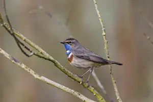 Bluethroats: White-spotted Bluethroat - single male, Portrait